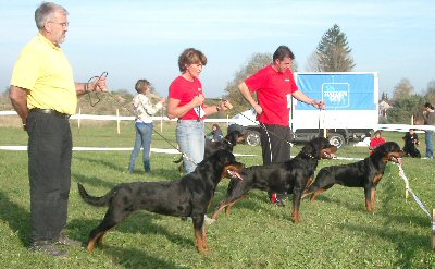 Auswahl der Schweizer Rottweiler Clubsiegerin 2008